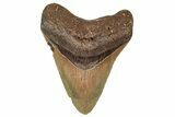 Fossil Megalodon Tooth - Repaired #251275-1